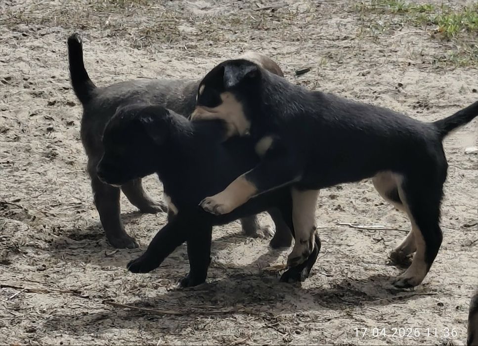 Oddam w dobre ręce szczeniaki