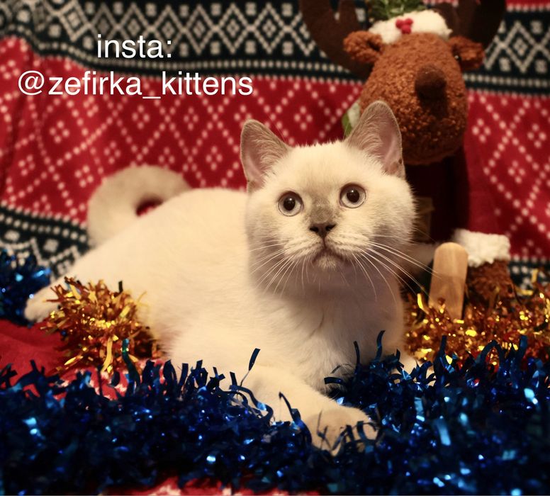 Шикарний шотландський котик