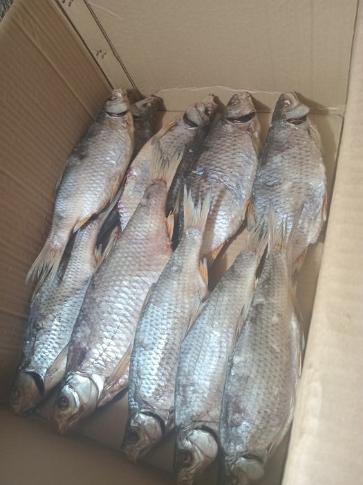 Тарань з плотви,кутума,окуня,рибця,под ляща