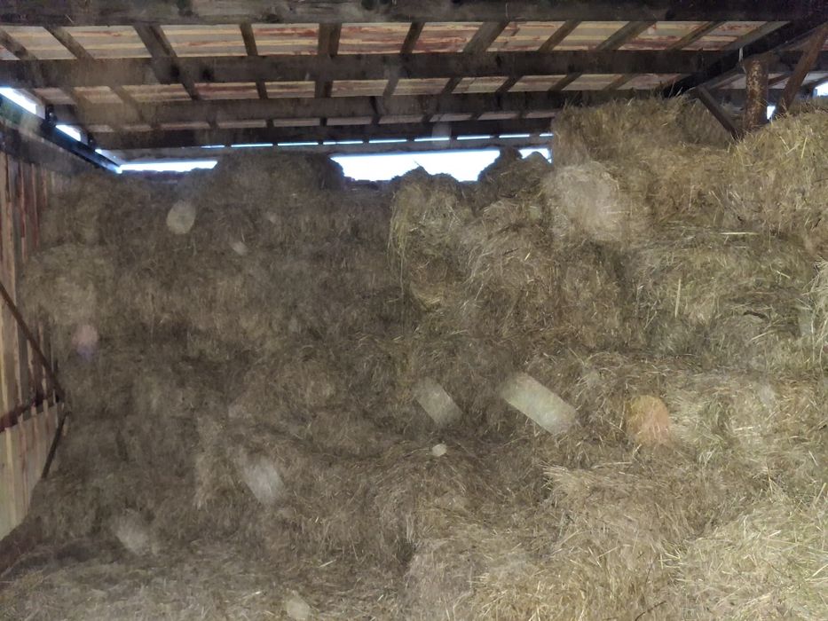 Siano sloma w snopkach polska kostka