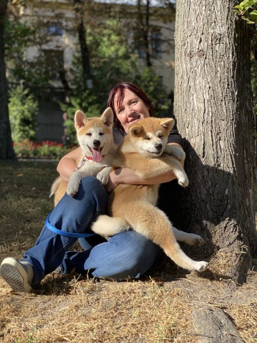 Цуценята акіта іну , akita, Хатіко