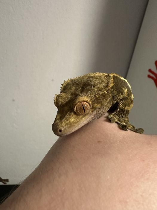 Dwie samice gekon orzęsiony