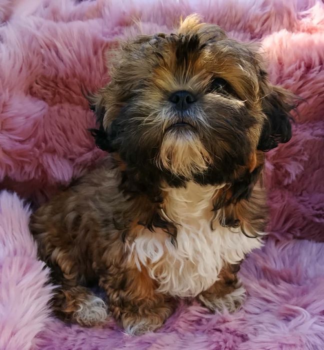 Karolcia cudowna dziewczynka Shih Tzu/ domowa hodowla
