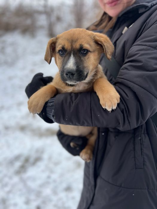 Цуценята шукають родину!Кривий Ріг