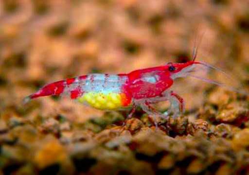 Camarões várias espécies - água quente