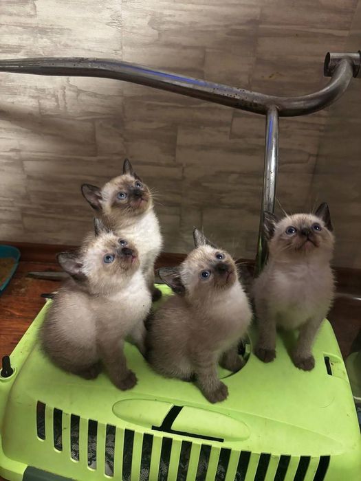 Продам чистокровных тайских котят