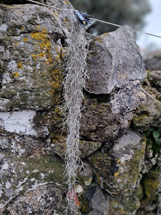 Tillandsia “Barbara de Velho”,  planta aérea