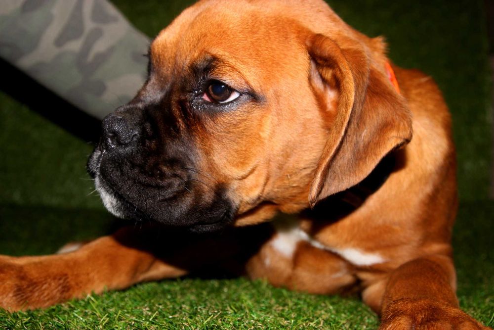 Piesek DIEGO – Bokser z hodowli Family Bokser + (możliwy T)