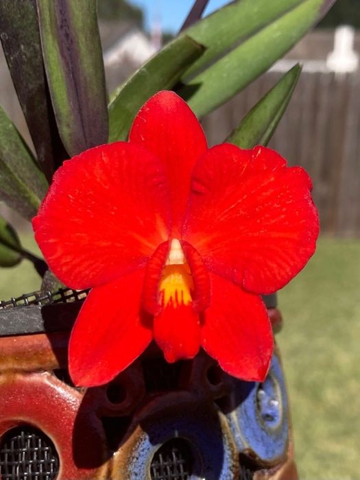 Орхідея Saphronitis (Cattleya) Coccinea Tokyo 4N