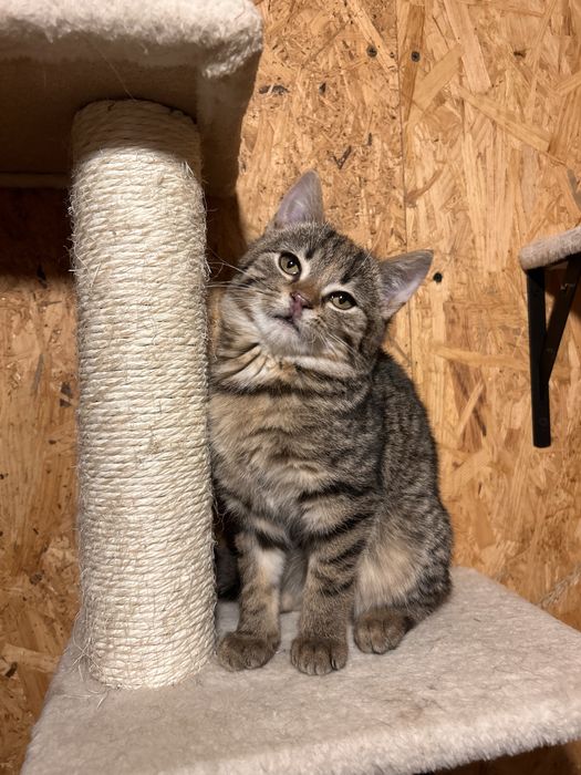 Mała koteczka szuka domku