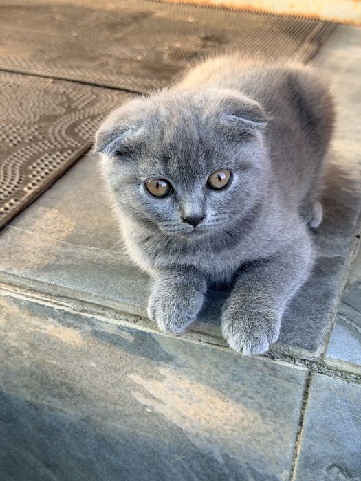 Британські кошенята