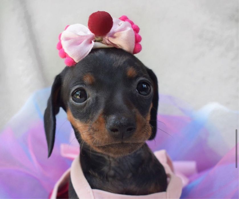 Руда красунька з братиками та сестричками в пошуку сімей