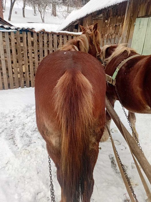 Продається кобила