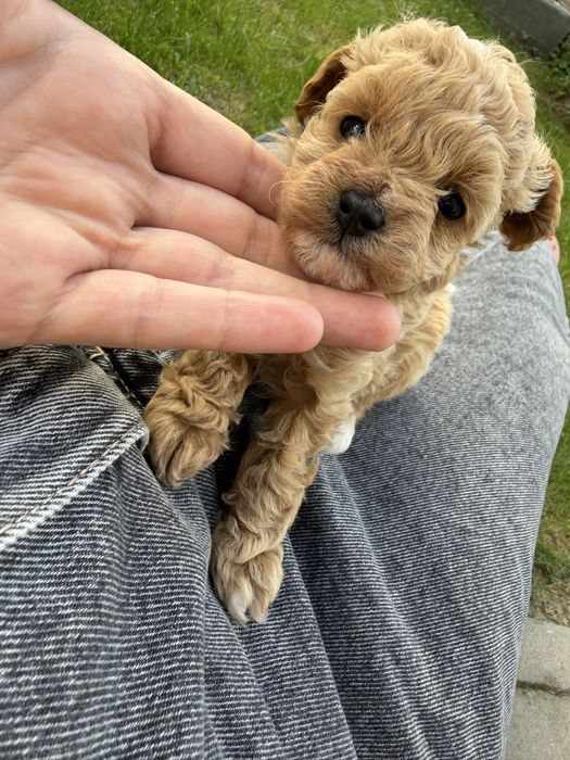 Maltipoo suczka