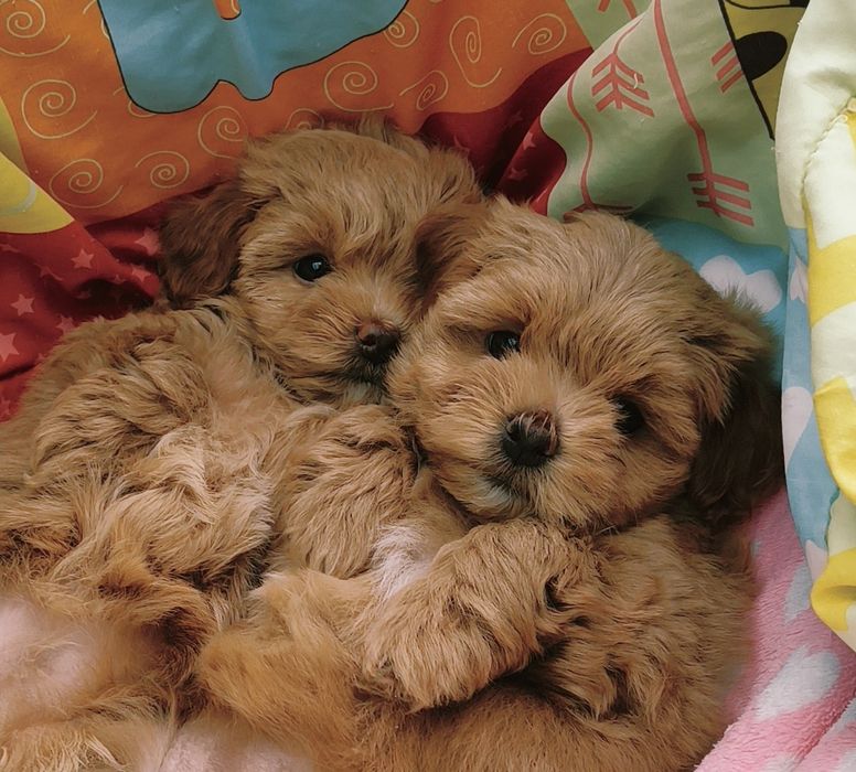 Maltipoo szczenię