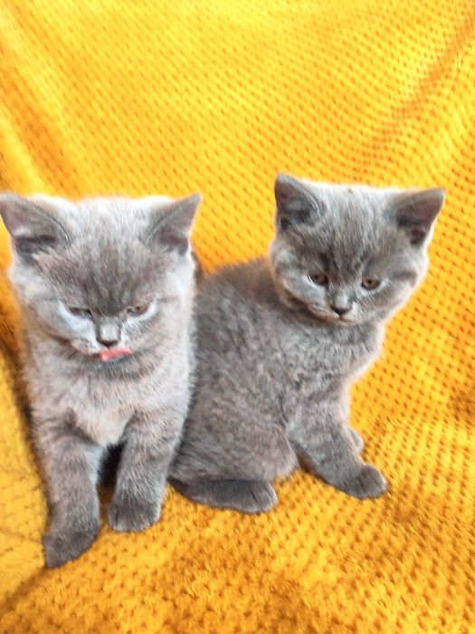 Kocięta, kocuki brytyjskie , niebieskie z rodowodem.