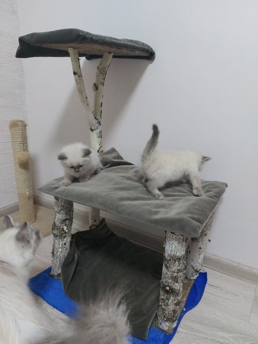 Кошенята з родовидом Невські маскарадні