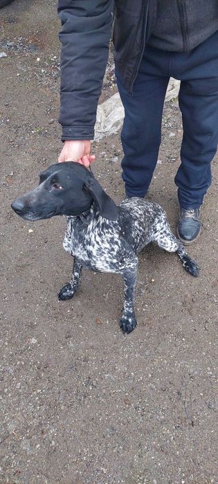 Продаю охотнічу собаку