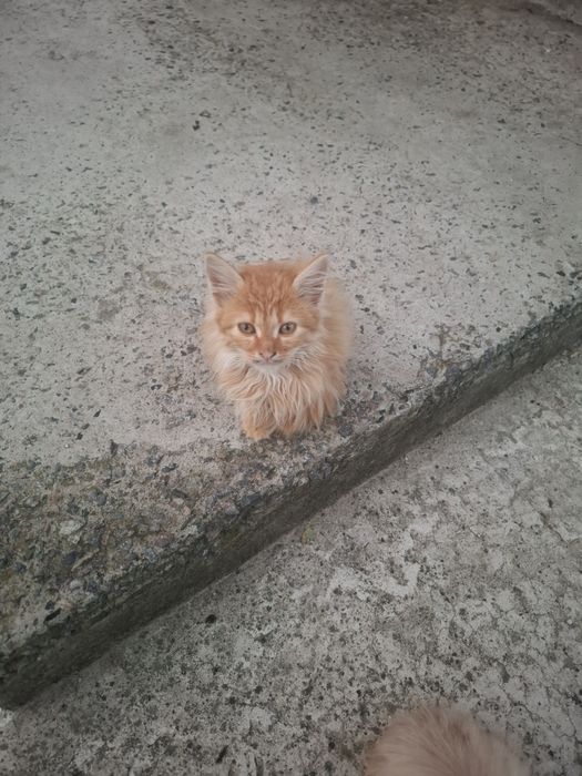 Котята ищут семью