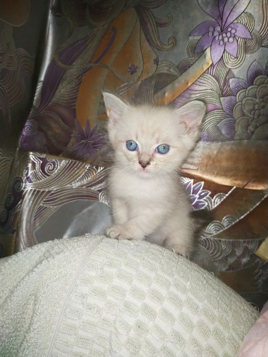 Розумна  кото - дитинка!