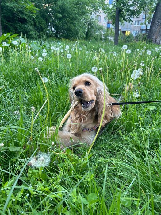 Вʼязка англійський кокер-спаніель