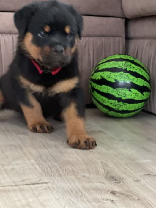 Найкраші малюки тотвейлера