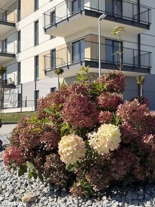 Wadowice Podhalanin mieszkanie na sprzedaż 58,34 m2 4 piętro garderoba