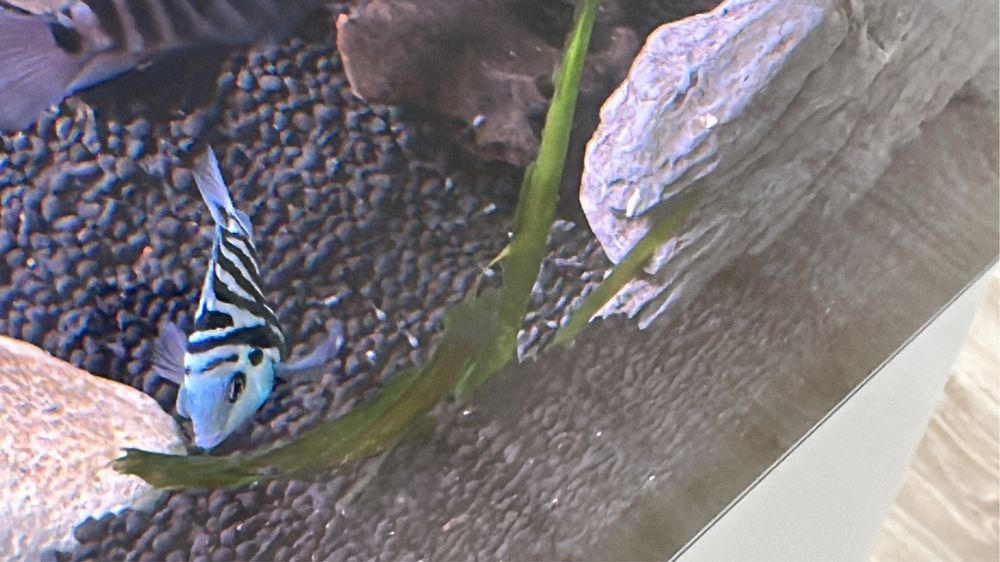 Papagaio Tiger Blue Sapphire Amphilophus citrinellus (Americano)