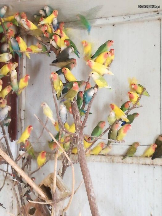 Vendo rossicollis machos e fêmeas