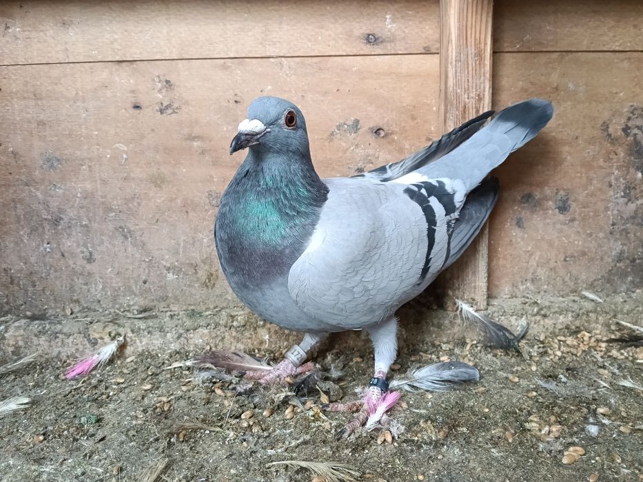 Gołębie pocztowe zagraniczne  NL RO