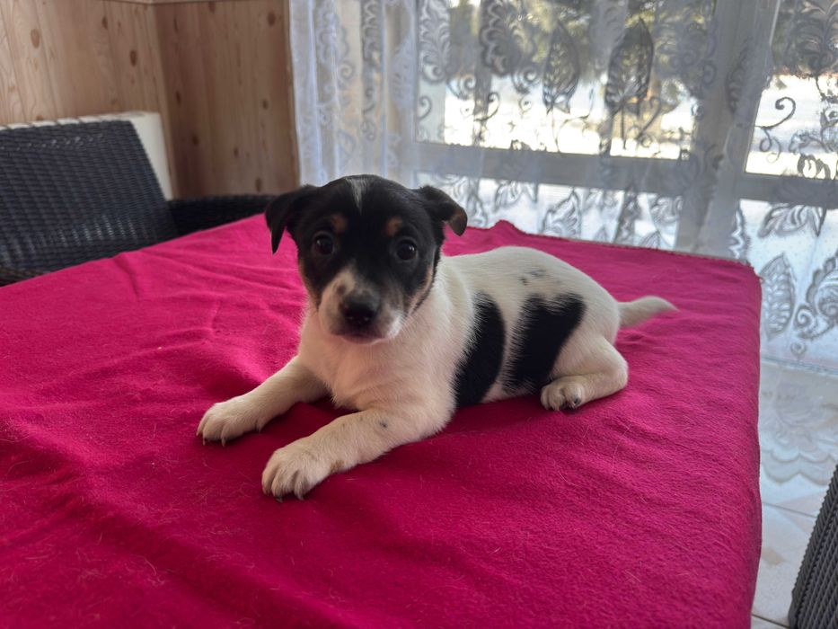 Jack Russell Terrier - suczka