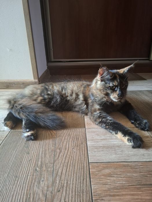 Sprzedam śliczną kotkę Maine Coon