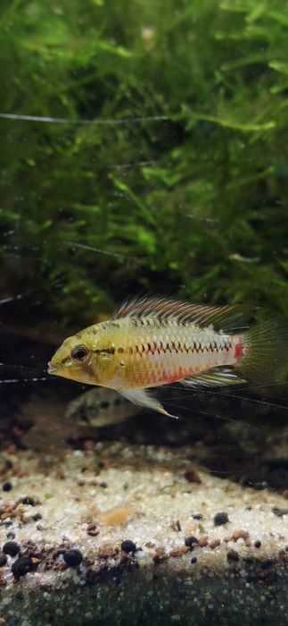 Apistogramas Hongsloi (casal)