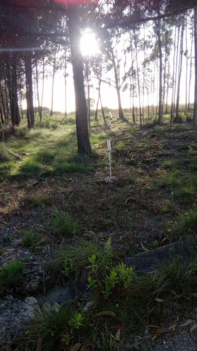 10 min da Praia do Salgado - Famalicão / Nazaré (Agricola) 7293m2