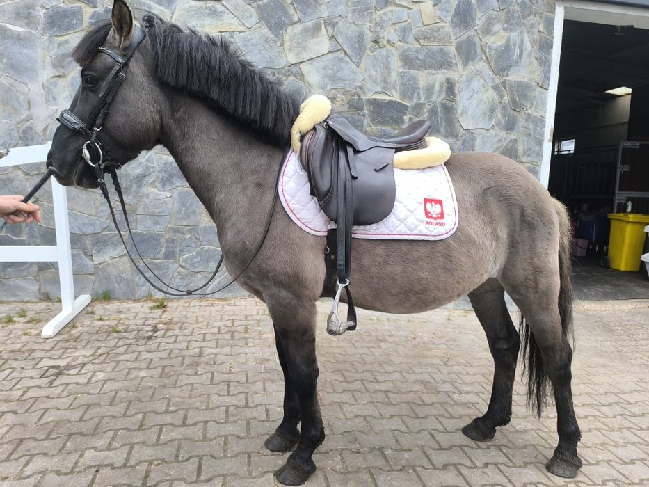 Sprzedam wałacha konika polskiego