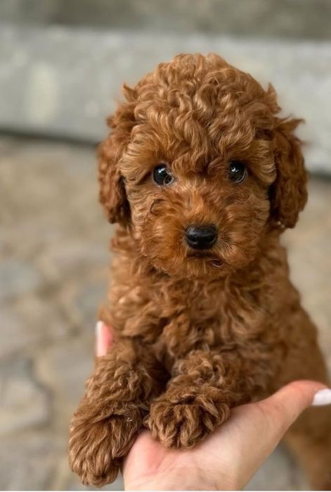 Неймовірні той пудель ред Браун