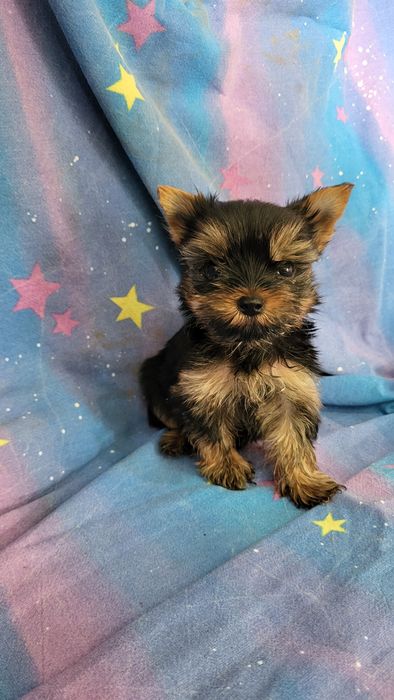 Йорк  мальчишки и девочки