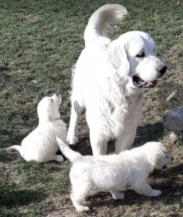 На в'язку  золотистий ретривер