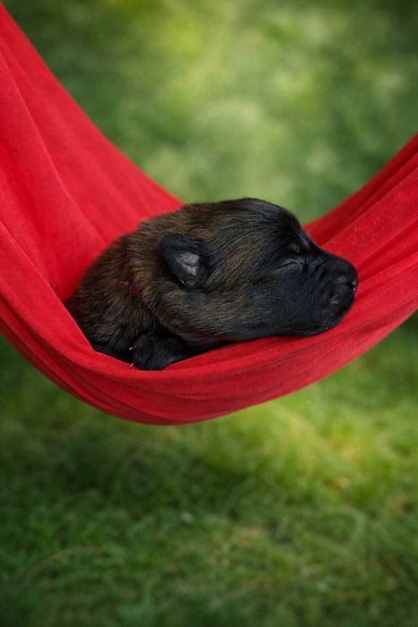 Owczarek belgijski tervueren FCI