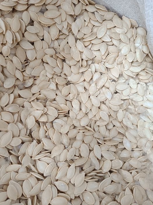 Гарбузове насіння, семена тыквы