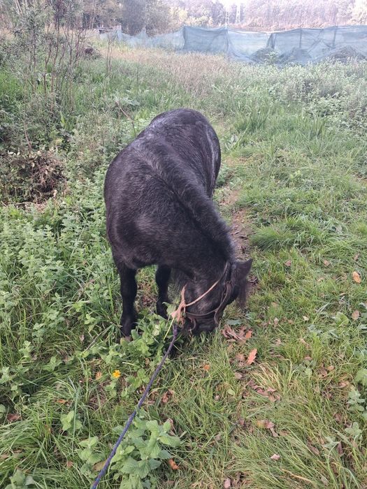 Ponei femea preta