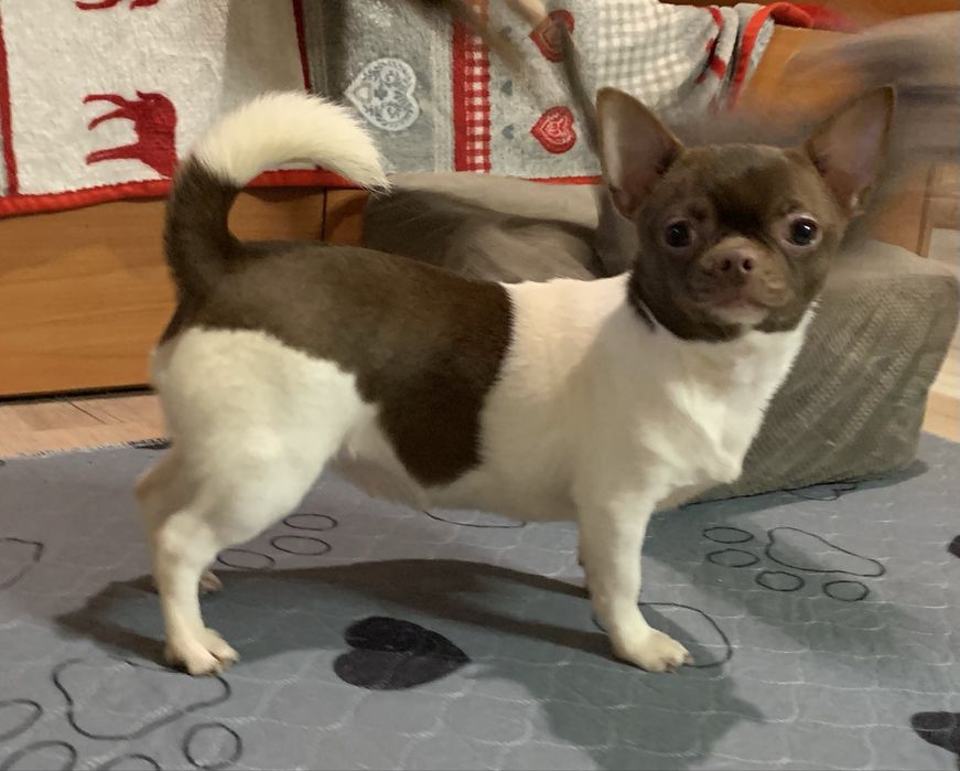 Стандартна дівчинка