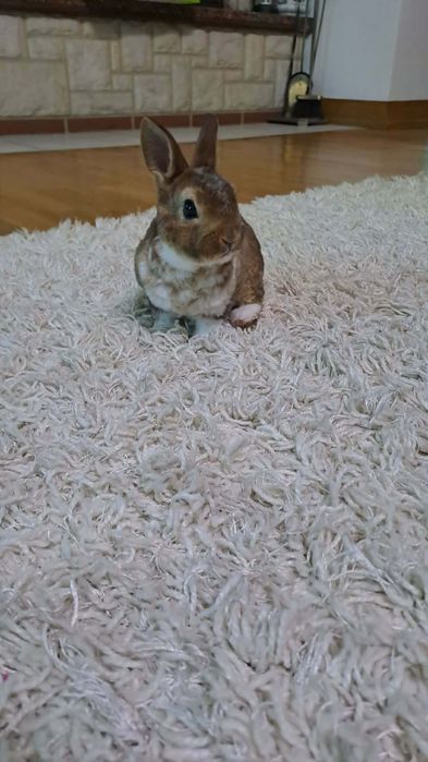 Karzełek rex króliczki