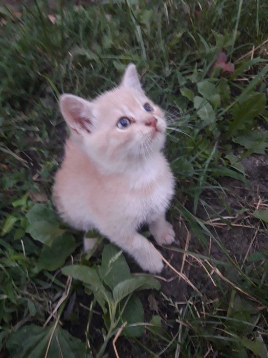 Кошенята безкоштовно