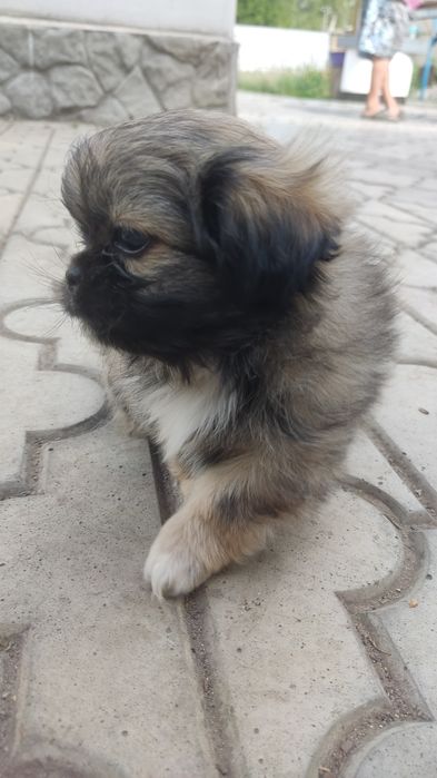 Продам цуценят королівського пекінеса