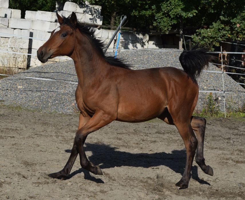 Klaczka małopolska dopłatowa odsadek