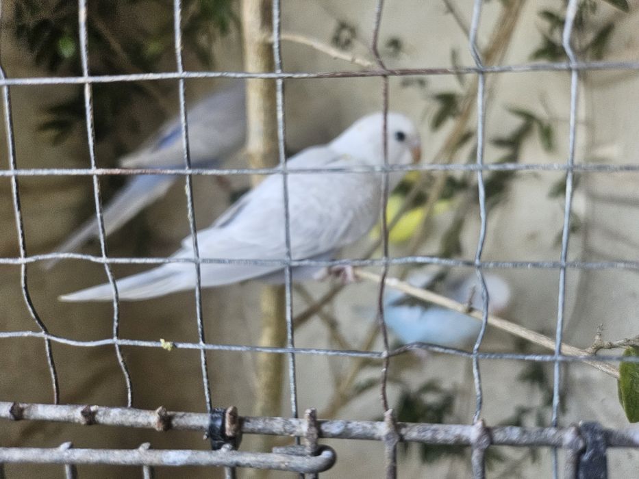 Caturras novas para ceder