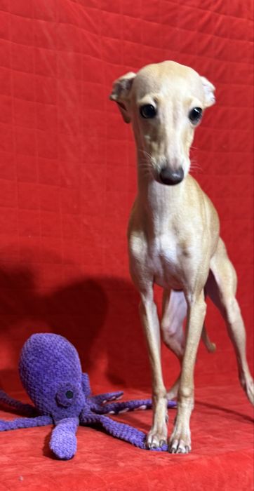 Charcik Wloski szczenięta sunia suczka