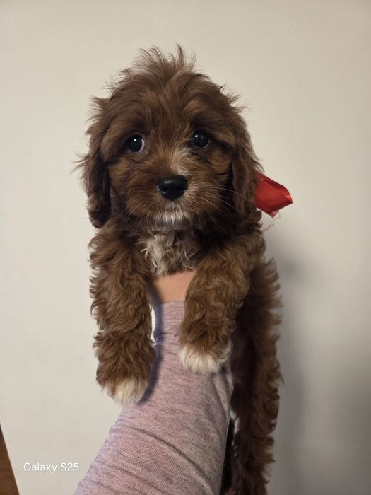 Cavapoo urocza dziewczynka !
