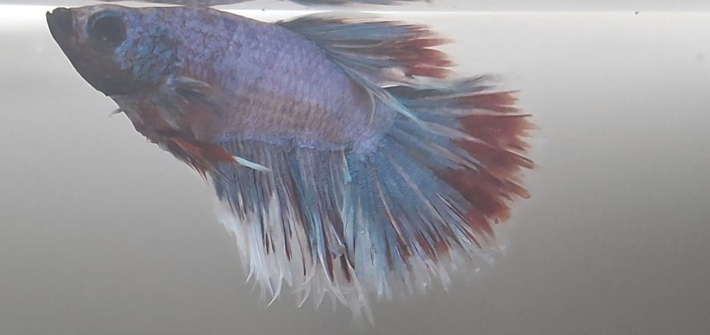 Machos peixe Betta apenas 5€